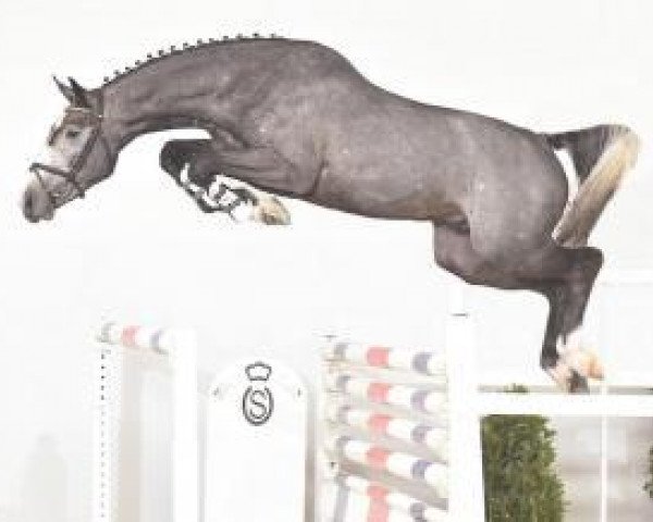 stallion Nkh Mr. Darcy (Holsteiner, 2013, from Darco)