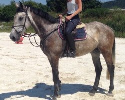 Springpferd Maybe Baby 2 (Holsteiner, 2009, von Casinos)