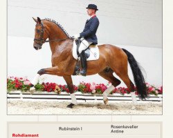 dressage horse Raccon 2 (Oldenburg, 2006, from Rohdiamant)