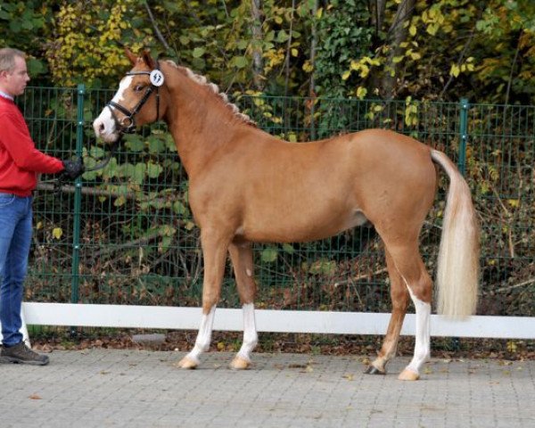 horse Hengst von Paul SG / FS Don't Worry (German Riding Pony, 2013, from Paul SG)