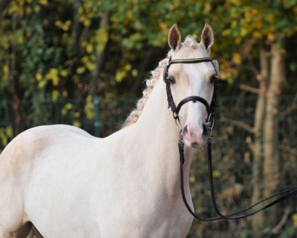 stallion Miami (German Riding Pony, 2013, from FS Mr. Right)