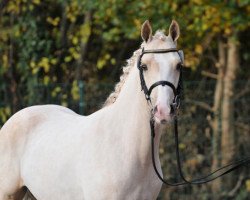 stallion Miami (German Riding Pony, 2013, from FS Mr. Right)