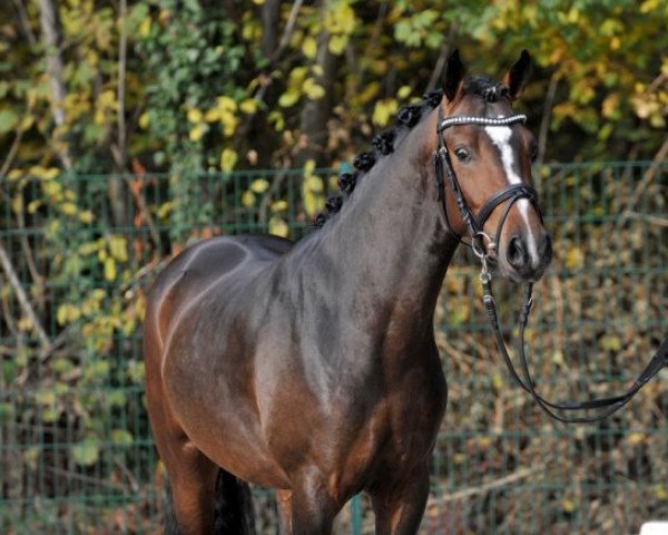 horse Golden Soul 2 (German Riding Pony, 2013, from Golden State 2)