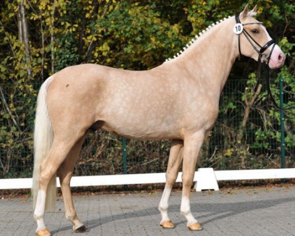 horse Cognac J (German Riding Pony, 2013, from Can Dance 3)