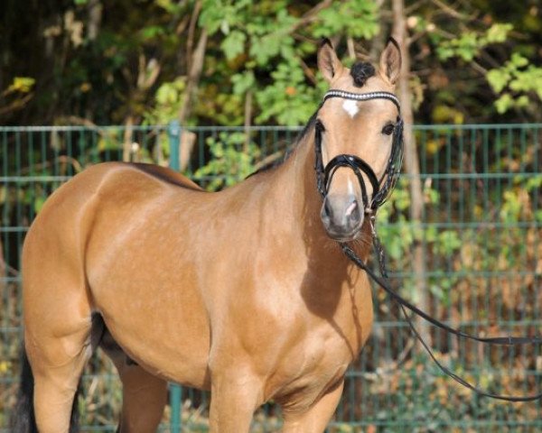 Pferd A Candyman 2 (Deutsches Reitpony, 2013, von A new Star)