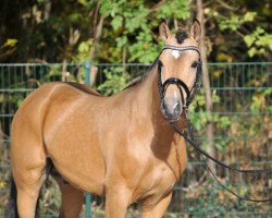 Pferd A Candyman 2 (Deutsches Reitpony, 2013, von A new Star)