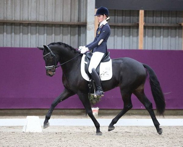 horse First Diamond N (Belgian Warmblood, 2011, from Fürstenball)
