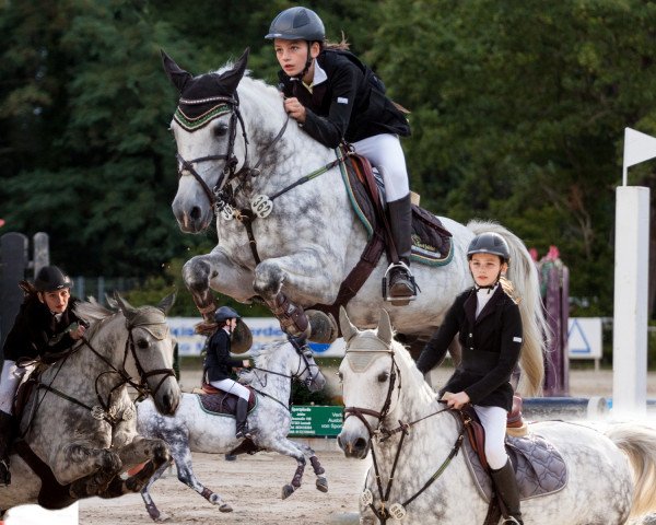 Cavallo da salto Mandragore (Pony Francese, 2000, di Bambou des Pins ox)