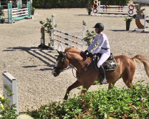 Reitturnier Worms-Pfeddersheim / Reitsportanlage Wittemer 2020