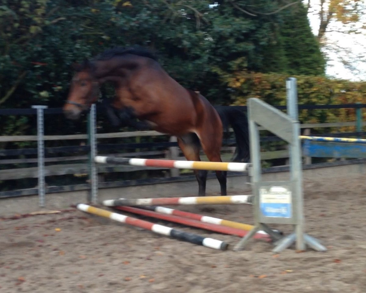 horse Bruno (German Warmblood, 2011, from Berlin)