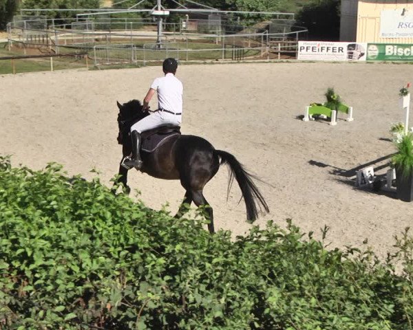 Reitturnier Worms-Pfeddersheim / Reitsportanlage Wittemer 2020