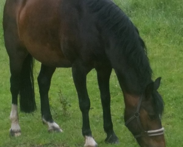 horse Oasis 4 (Westphalian, 1998, from Out-Break)