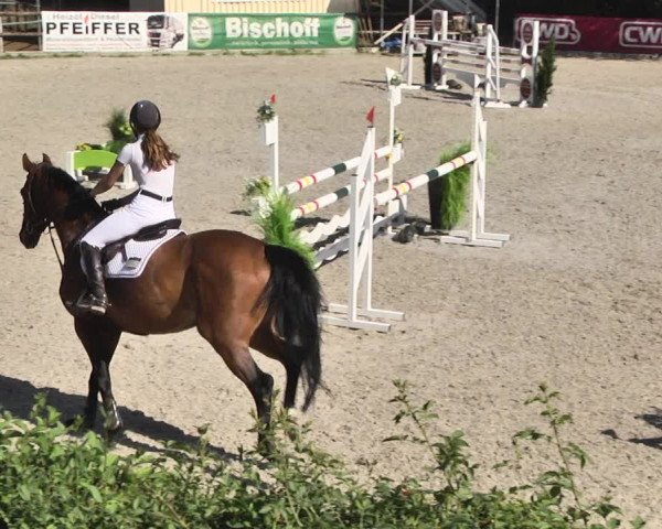 Reitturnier Worms-Pfeddersheim / Reitsportanlage Wittemer 2020