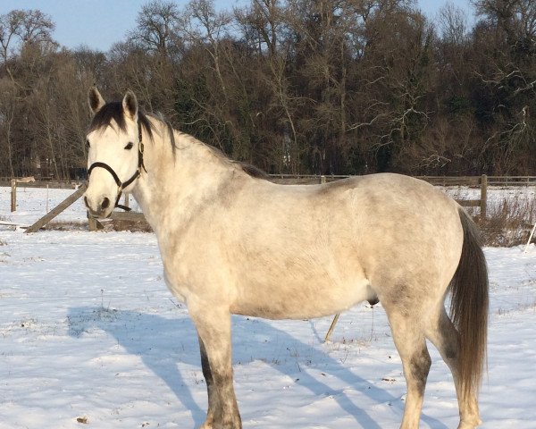 eventing horse Shagal (Arab half breed / Partbred, 2004, from Luxelot)