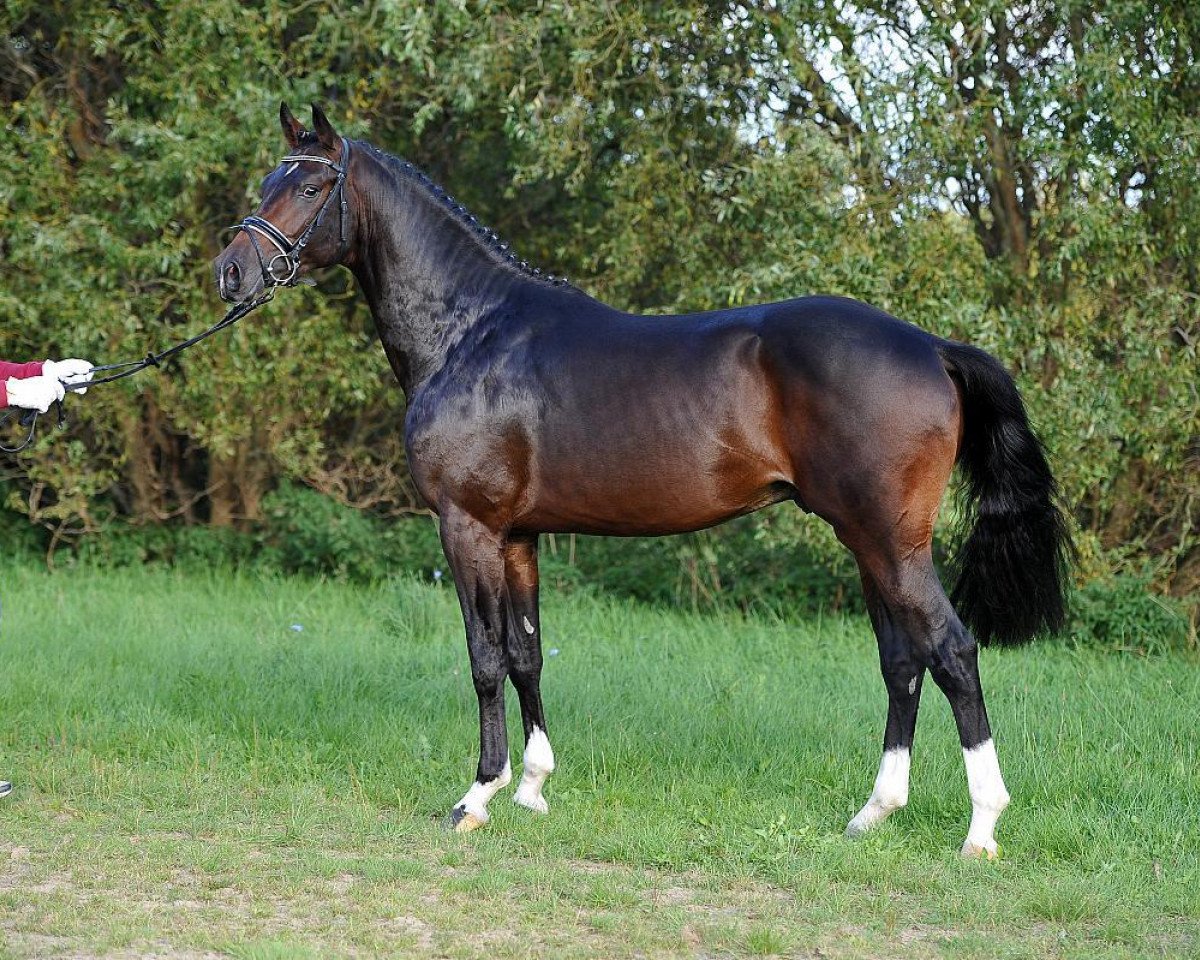 Pferd Hengst von Toulon / Landadel (Hannoveraner, 2013, von Toulon)