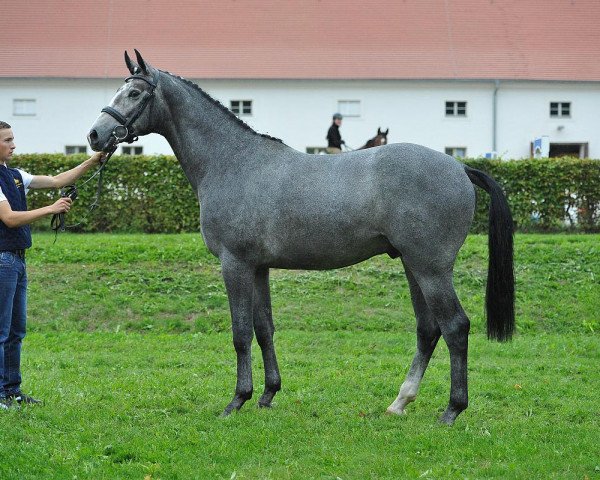 Deckhengst DSP Call Me Crazy (Deutsches Sportpferd, 2013, von Chacco Me Biolley)