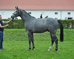 stallion DSP Call Me Crazy (German Sport Horse, 2013, from Chacco Me Biolley)