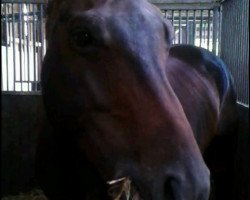 jumper Lollypop 71 (German Warmblood, 2008, from Lindbergh)
