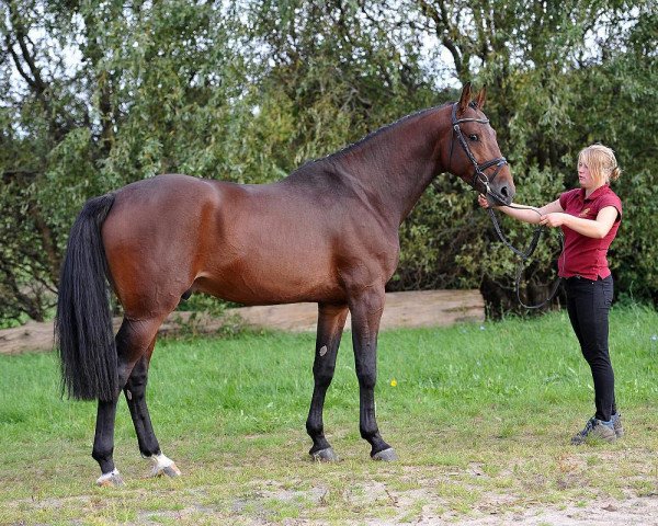 Springpferd Claritano (Holsteiner, 2012, von Clarimo Ask)