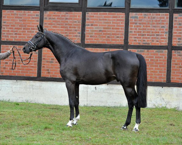horse Hengst von Casskeni II / Convoi (German Sport Horse, 2012, from Casskeni II)