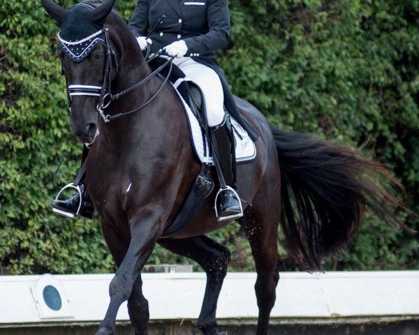 dressage horse Rubinero's Romantica (Hanoverian, 2005, from Rubinero 2)