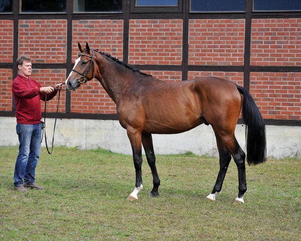 stallion Conrrico (Holsteiner, 2013, from Carrico)