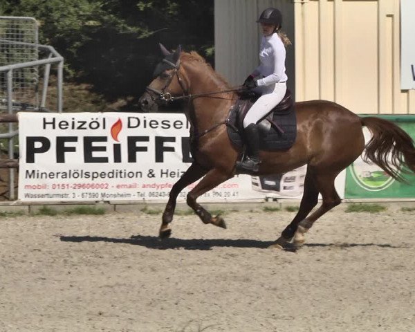 Reitturnier Worms-Pfeddersheim / Reitsportanlage Wittemer 2020
