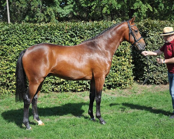 dressage horse Wyn Again Dree Boeken (Hanoverian, 2013, from Wynton)