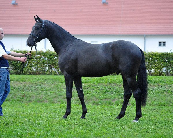 horse Fürst Fontane (German Sport Horse, 2013, from Fürstenball) horse Fürst Fontane (German Sport Horse, 2013, from Fürstenball)