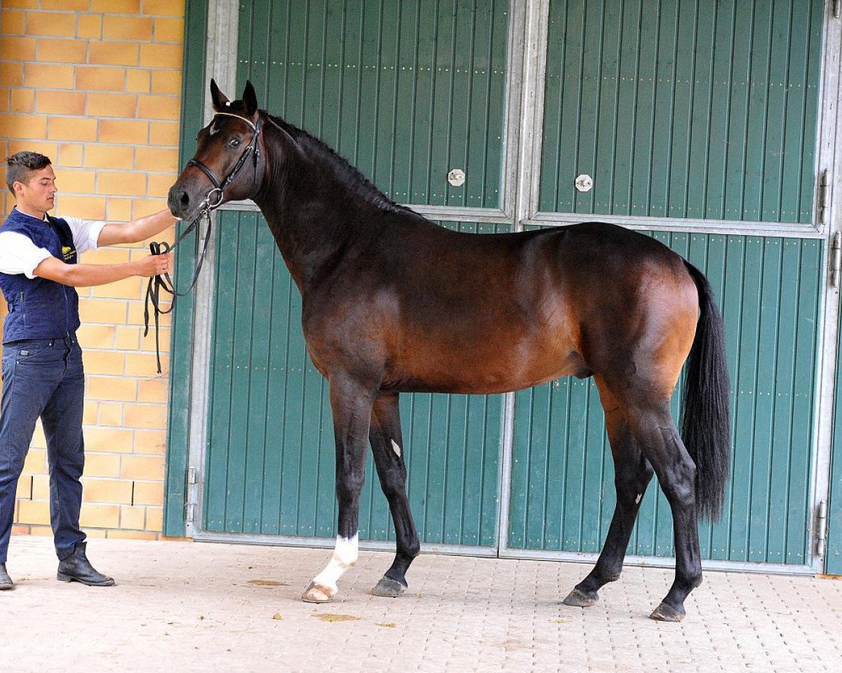 Deckhengst Dosseprinz (Deutsches Sportpferd, 2013, von Decurio 3)