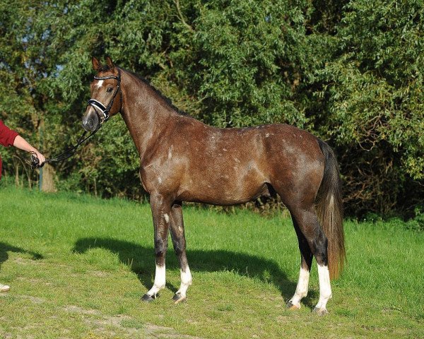 horse Hengst von Viscount / Graf Sponeck (Hanoverian, 2013, from Viscount 22)
