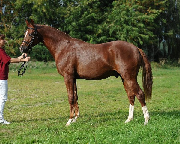 horse Quicksus (German Sport Horse, 2013, from Quaterback)