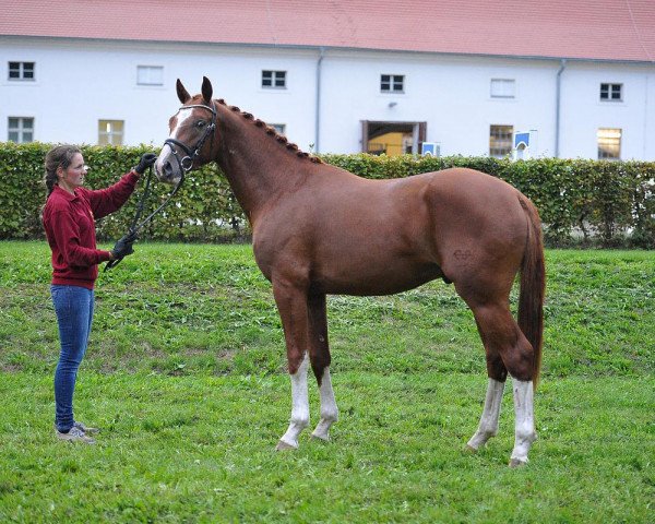 dressage horse Quintus Solar (German Sport Horse, 2013, from Quaterback)