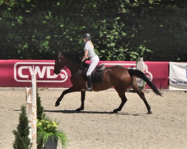 Reitturnier Worms-Pfeddersheim / Reitsportanlage Wittemer 2020