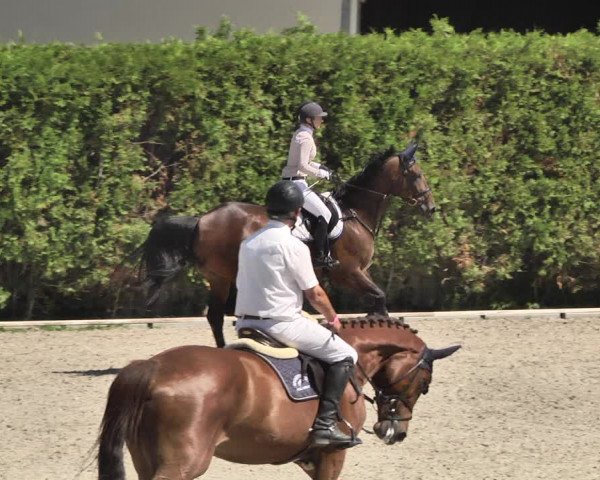 Reitturnier Worms-Pfeddersheim / Reitsportanlage Wittemer 2020