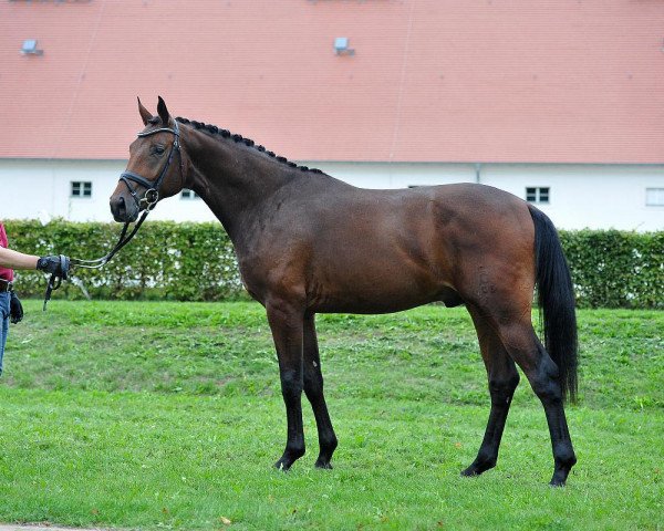 Pferd Hengst von Fürst Romancier / Sandro Hit (Oldenburger, 2013, von Fürst Romancier)