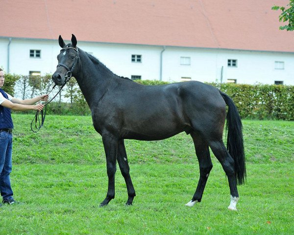 stallion Badminton 8 (German Sport Horse, 2013, from Belantis)