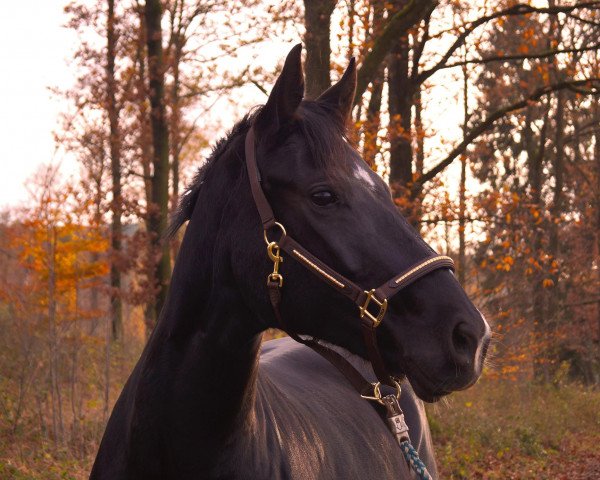 Dressage horse Drakdream's Dakota Dance (Oldenburger, 2004, from Drakdream)