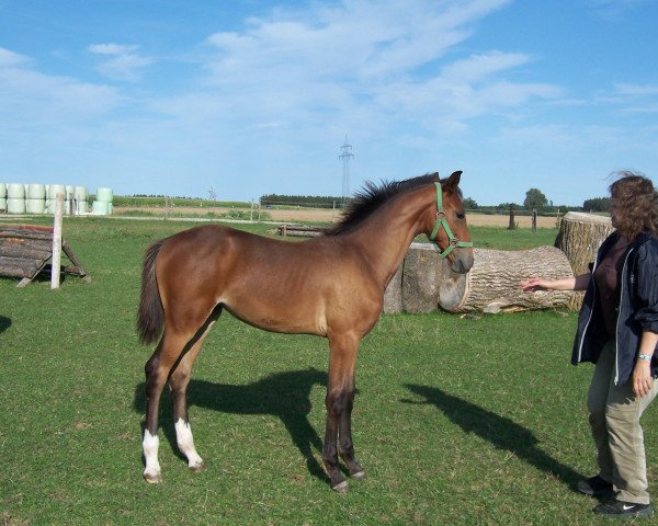 Springpferd Lacalisa (Zangersheide Reitpferd, 2015, von Latour VDM)