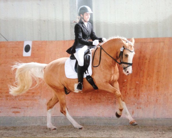 Dressurpferd Der kleine Held (Deutsches Reitpony, 2009, von FS Don't Worry)