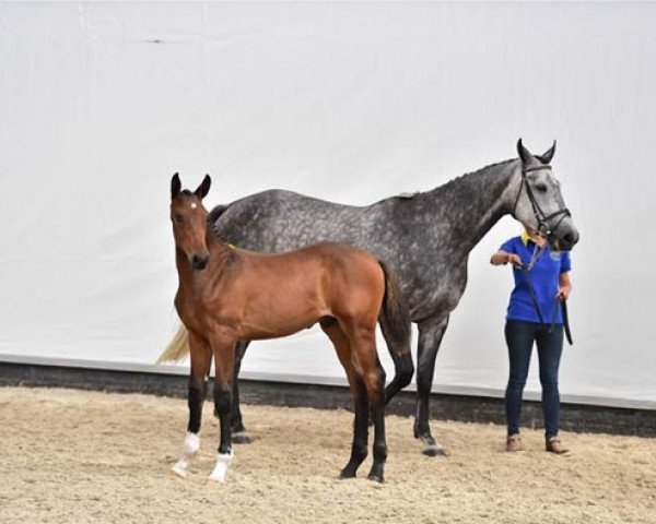 Pferd Chava Z (Zangersheide Reitpferd, 2014, von Canterbury) Pferd Chava Z (Zangersheide Reitpferd, 2014, von Canterbury)