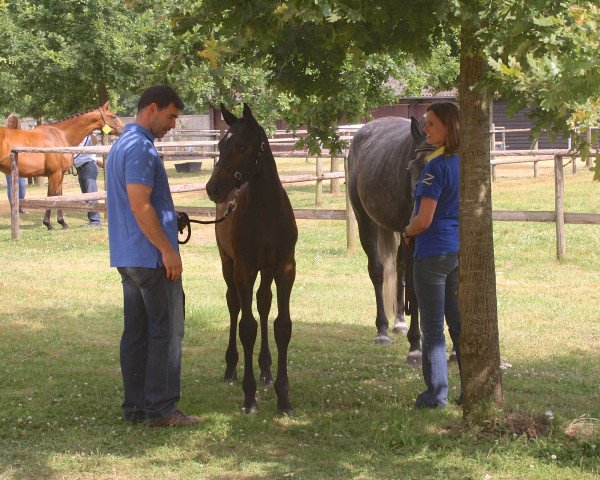 horse Lima Z (Zangersheide riding horse, 2013, from Last Man Standing)
