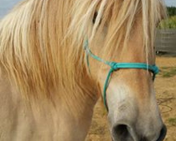 Pferd Kantargo (Fjordpferd, 2010, von Kelvin)