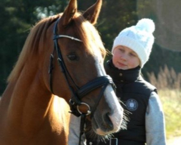horse Mystery (German Riding Pony, 2005, from Matchello)
