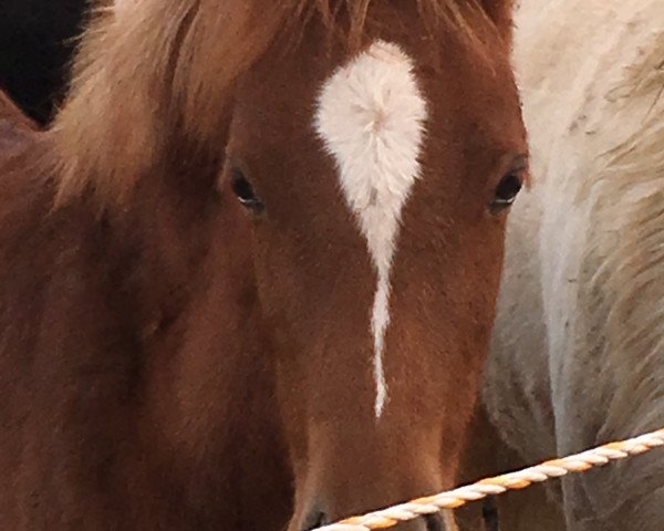 horse Amy (German Riding Pony,  , from A new Star)