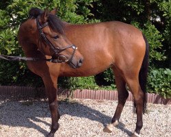 jumper Karambola 2 (German Riding Pony, 2010, from Kantje's Carlando)