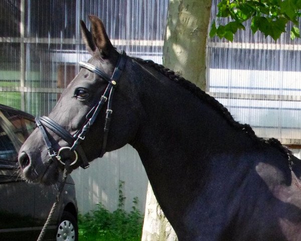 Zuchtstute Stenhøjgårds Lotte (New-Forest-Pony, 1999, von Pedro)