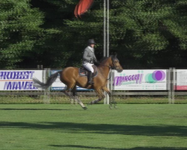 Reitturnier Kappelen-Lyss 2020