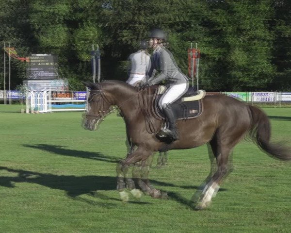 Reitturnier Kappelen-Lyss 2020