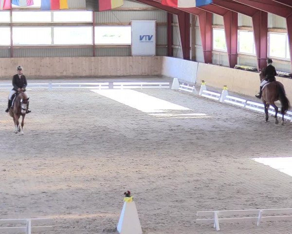 Reitturnier Süderlügum 2020